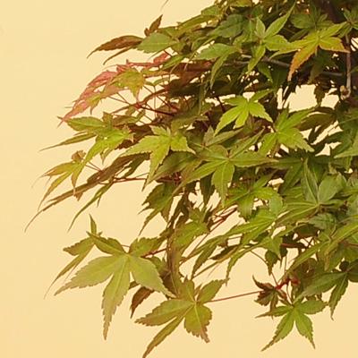 XXX项目管理案例